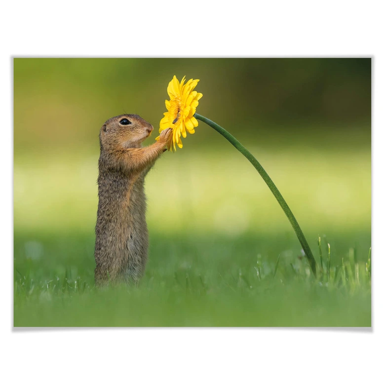 Poster van Duijn - Erdhörnchen hält Blume 
