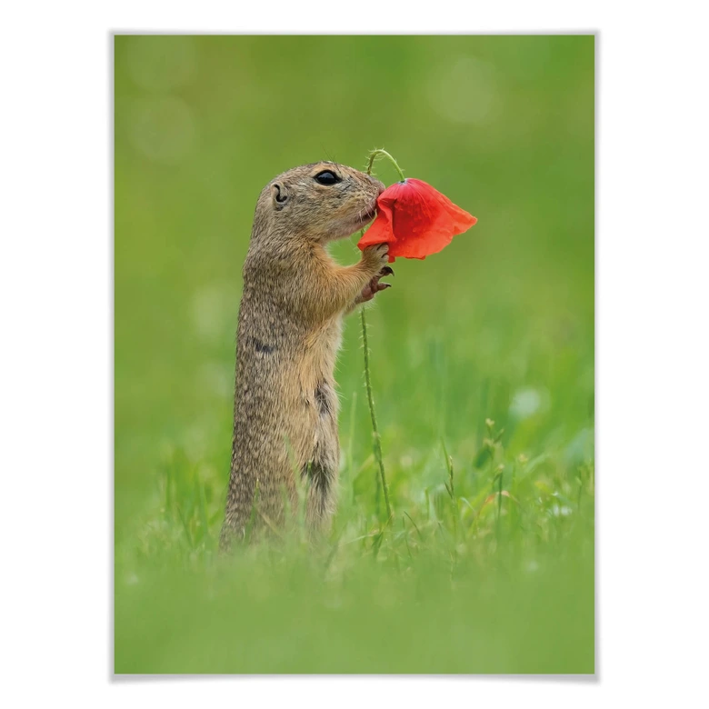 Poster van Duijn - Erdhörnchen mit Mohnblume 