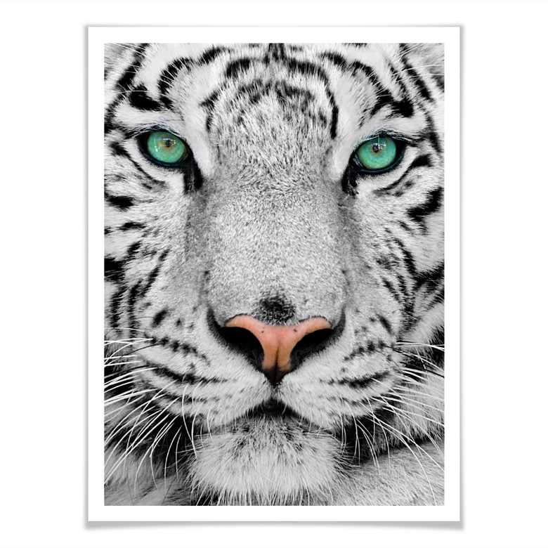 Poster Gorgeous Sumatran Tiger 