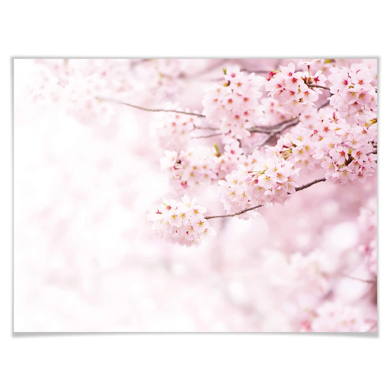 Poster Zarte Kirschblüten 