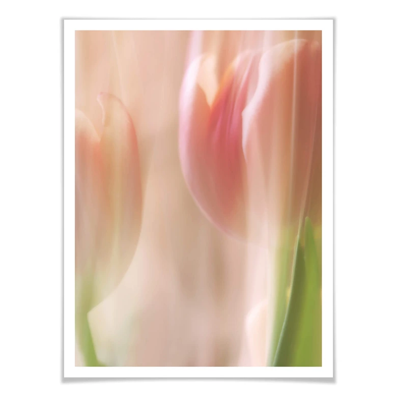 Poster Westum - Shy tulips 