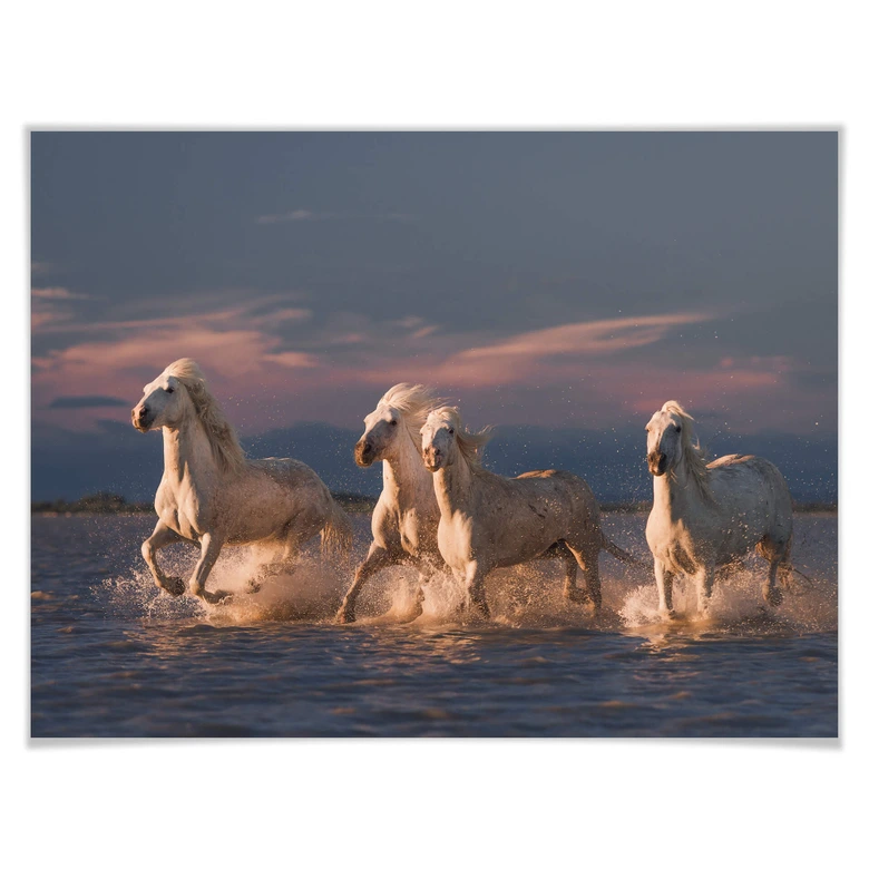 Poster Rostovskiy - Angels of Camargue 