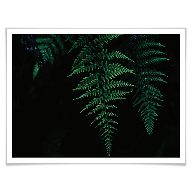 Poster Farn 03 