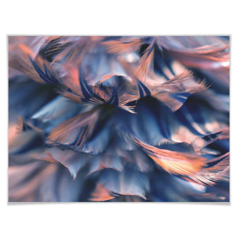 Poster Federkleid 
