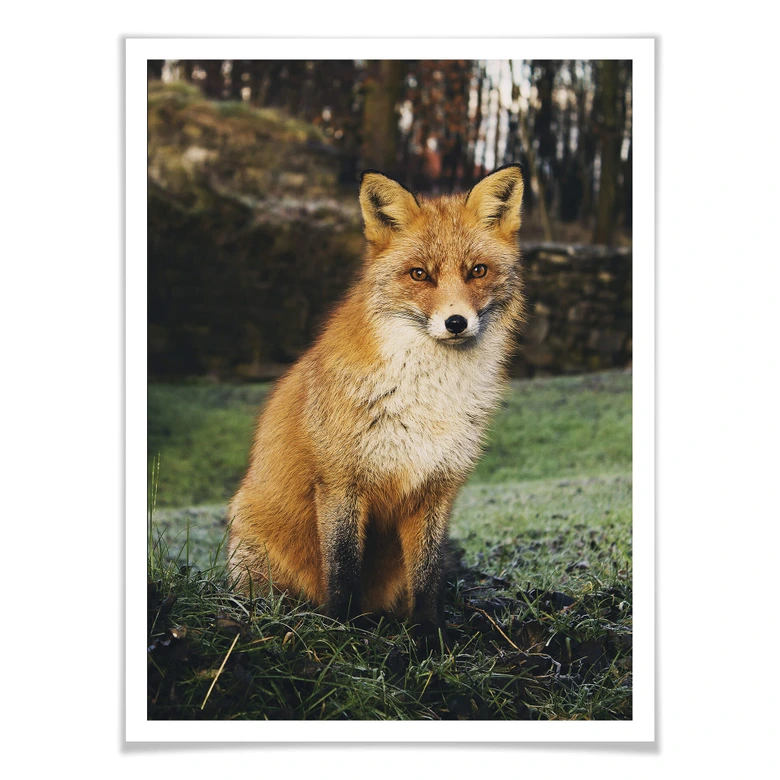 Poster Fuchs 01 