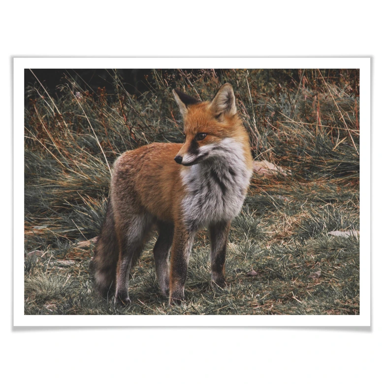 Poster - Fuchs 02 