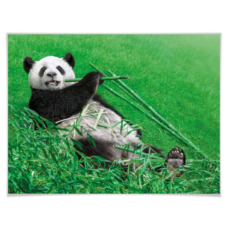Poster Ben Heine - Glücklicher Panda 