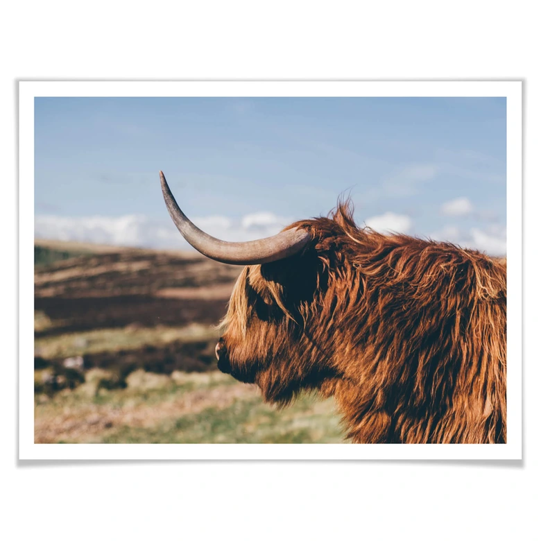 Poster - Highland Cow 02 