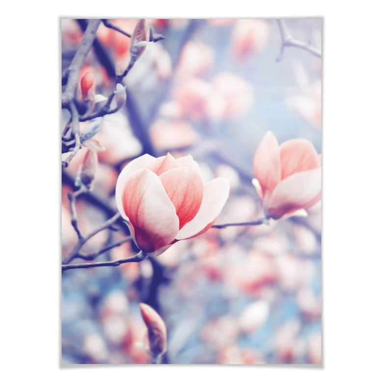 Poster Magnolienknospe 