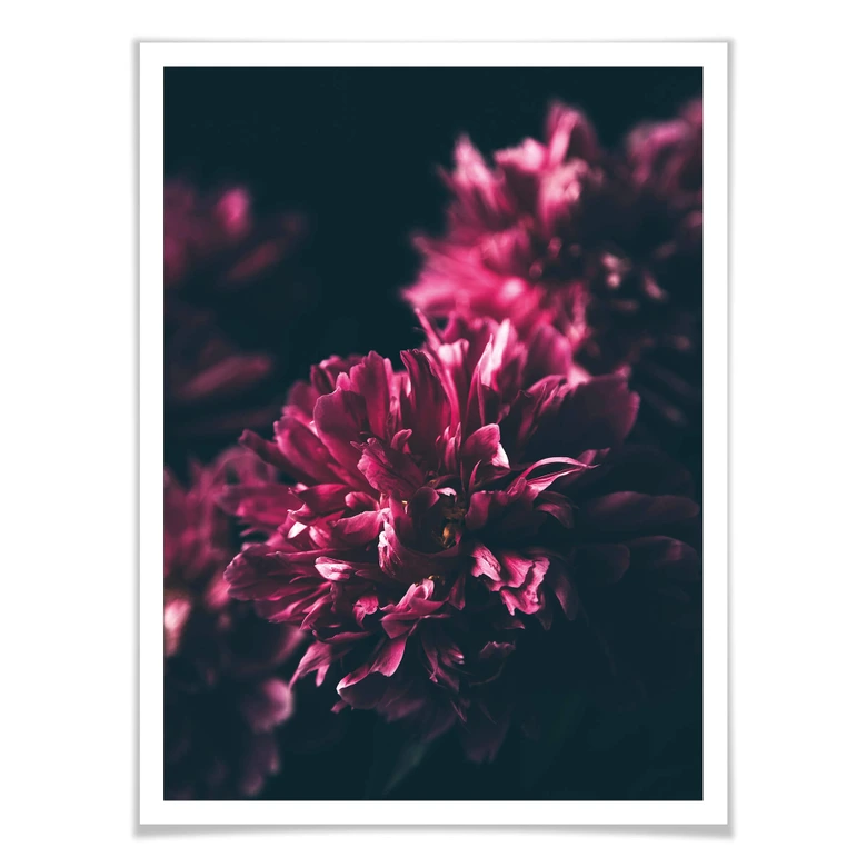 Póster Sueño Flor Rosa 01 