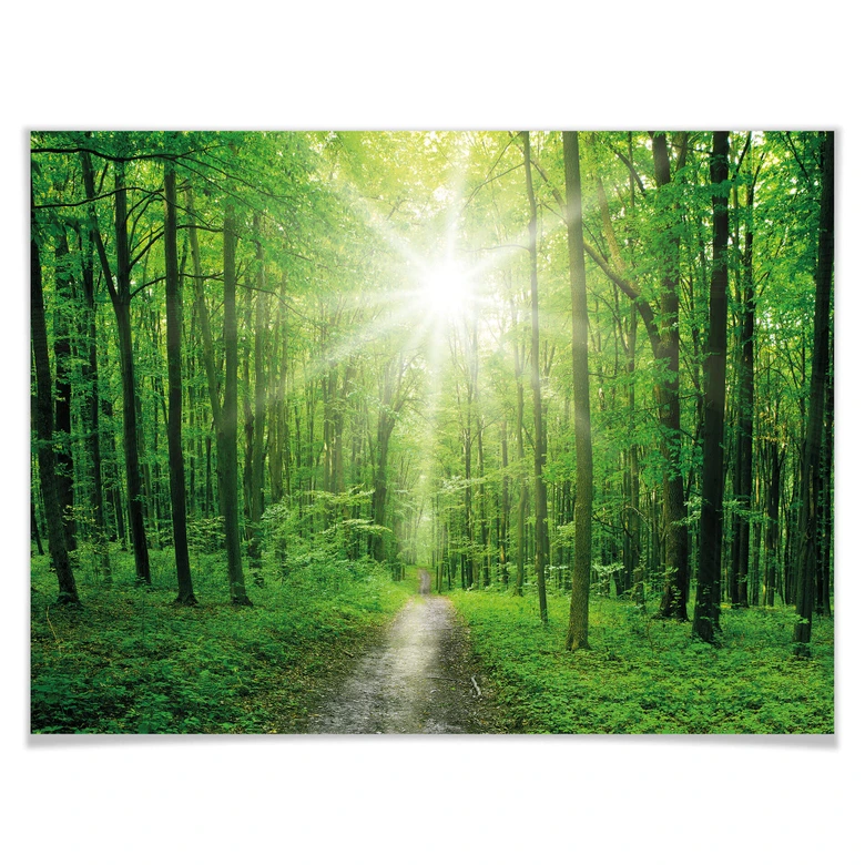 Poster Sunny Forest 