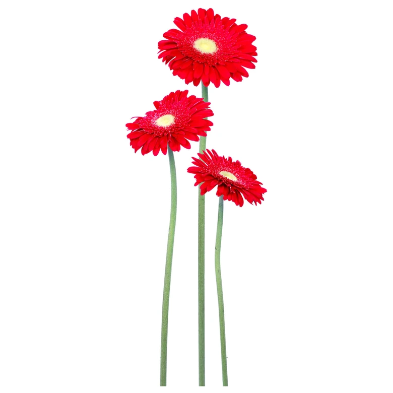 Gerbera Bundle Red Wall sticker 
