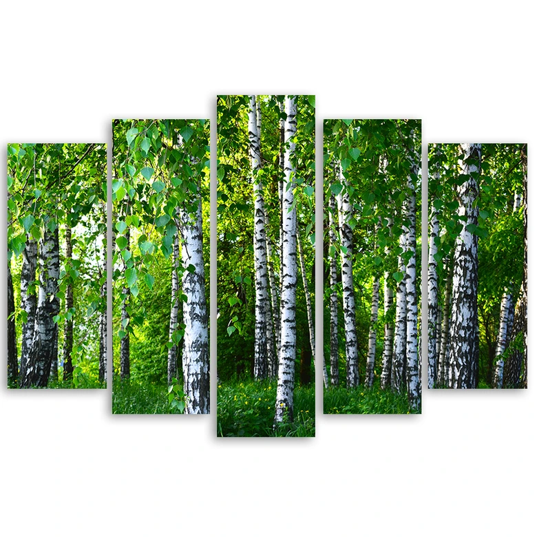 Leinwandbild 5 teilig, Birkenwald Grün 