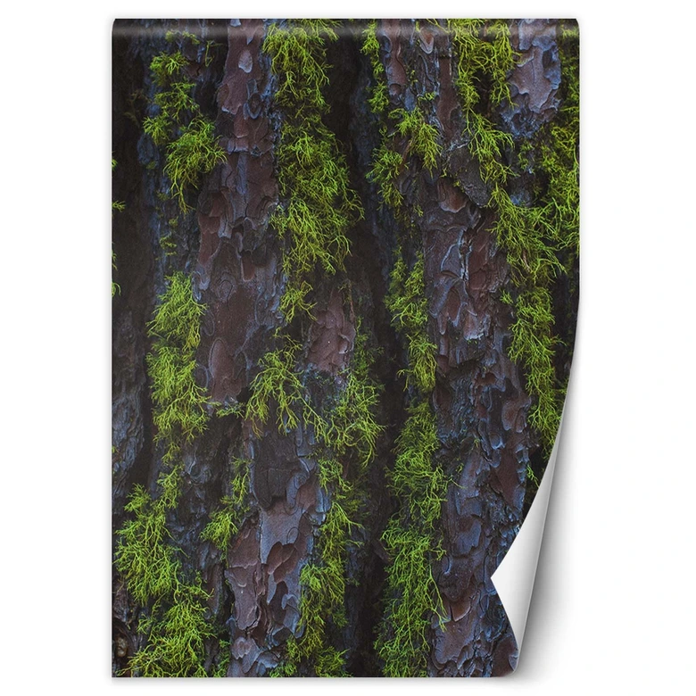 Fototapete, Holz Rinde Textur 