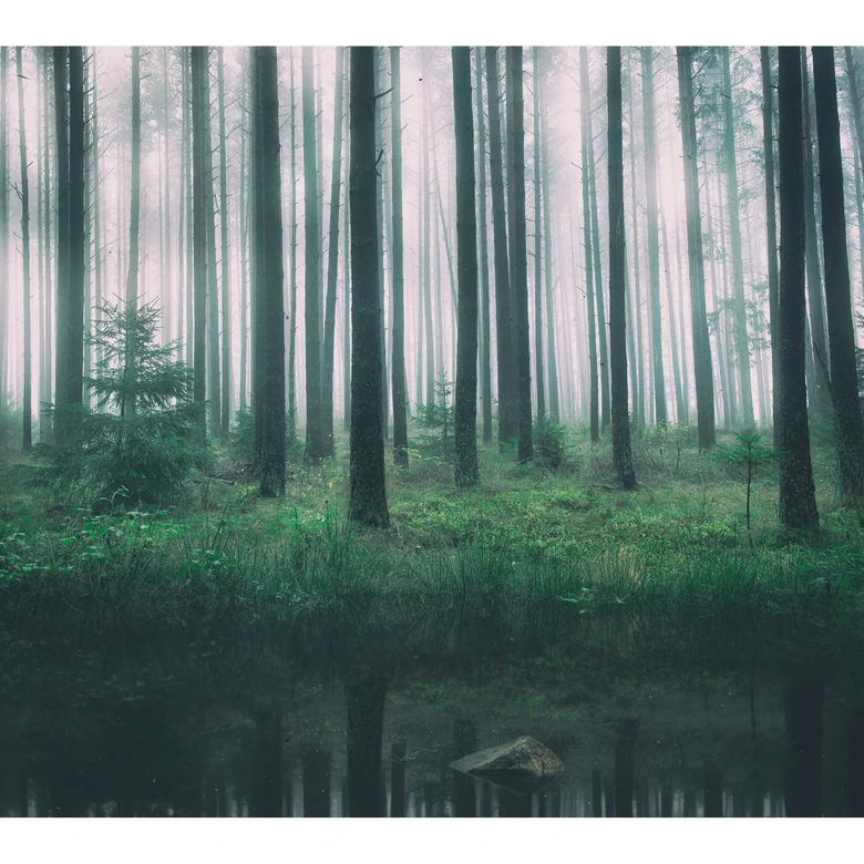 Fototapete - Lindsten - Im Wald 