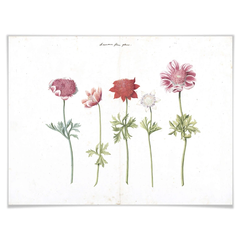 Poster Anemoner 