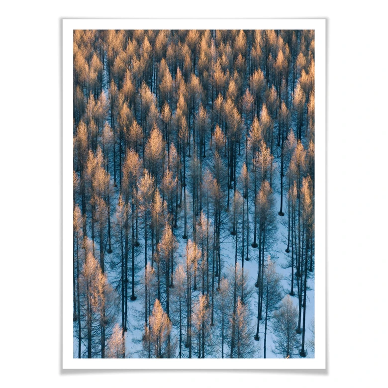 Poster Bingo - Sonnenaufgang im Wald 