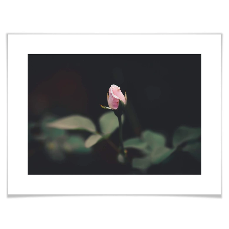 Poster Blüte einer Rose 
