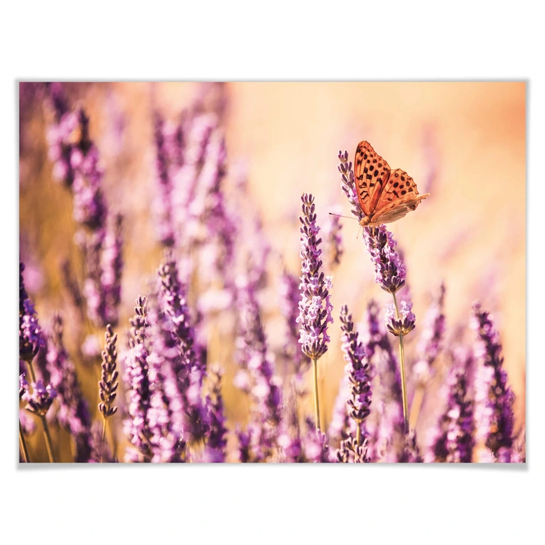Poster Colombo - Der Schmetterling im Lavendel 