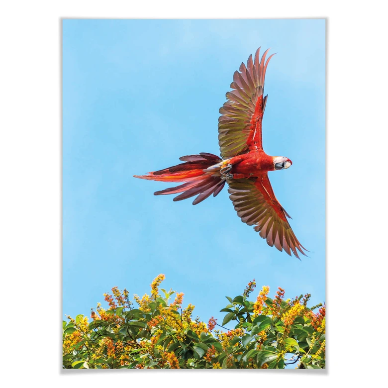 Poster Colombo – Papagei im Flug 