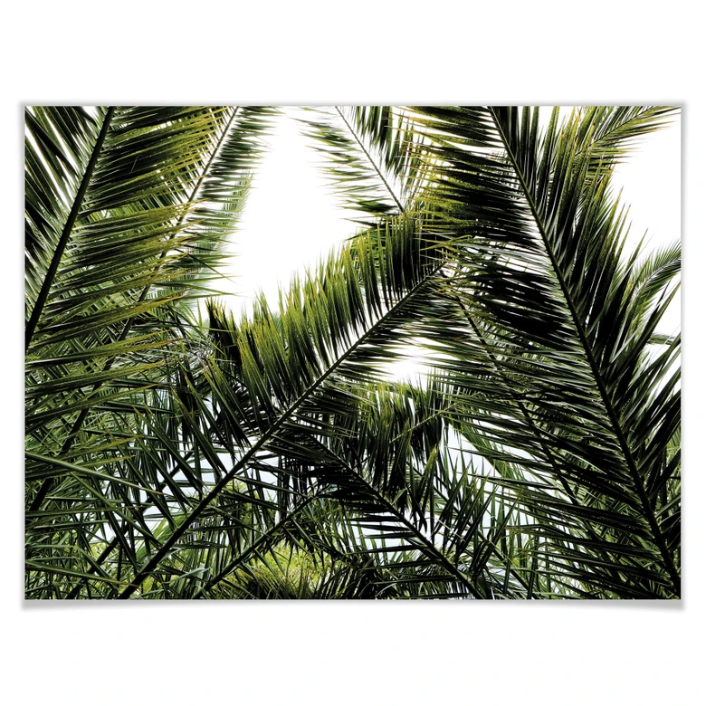 Poster Dattelpalme 