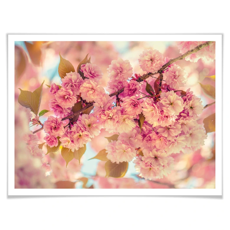 Poster Delgado - Körsbärsblommor 