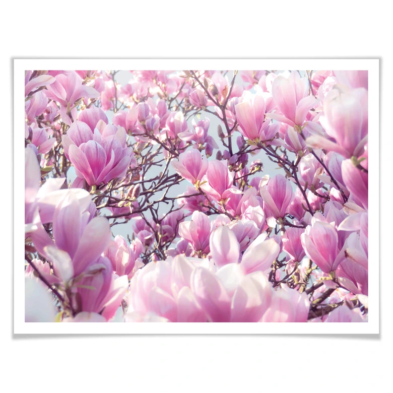Poster Delgado - Magnolienbaum 