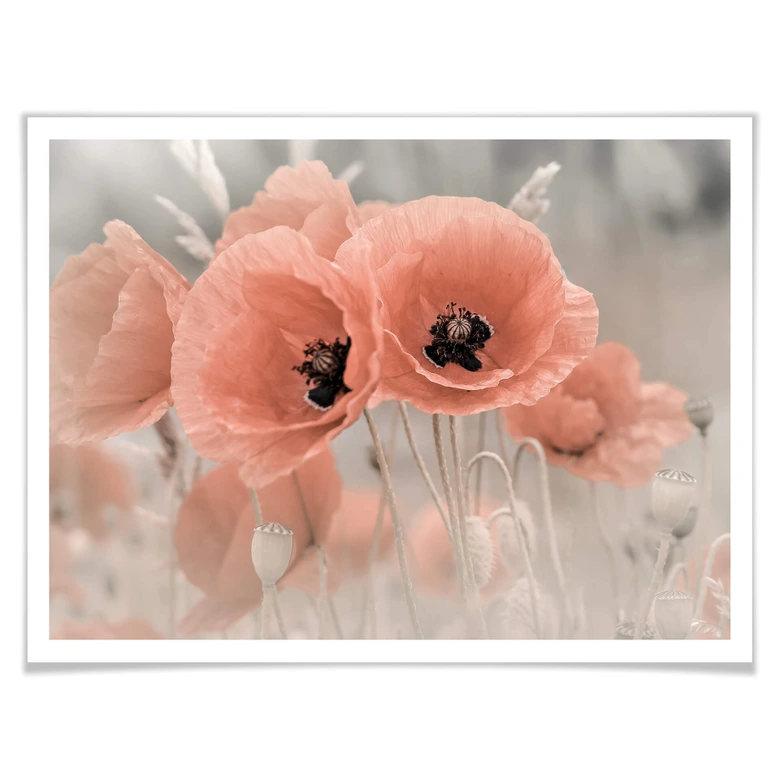 Poster Delgado - Mohn in Pastell 