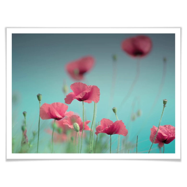 Poster Delgado – Mohnblumen Pastell 