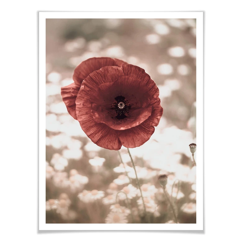 Poster Delgado - Mohnblumen-Portrait 