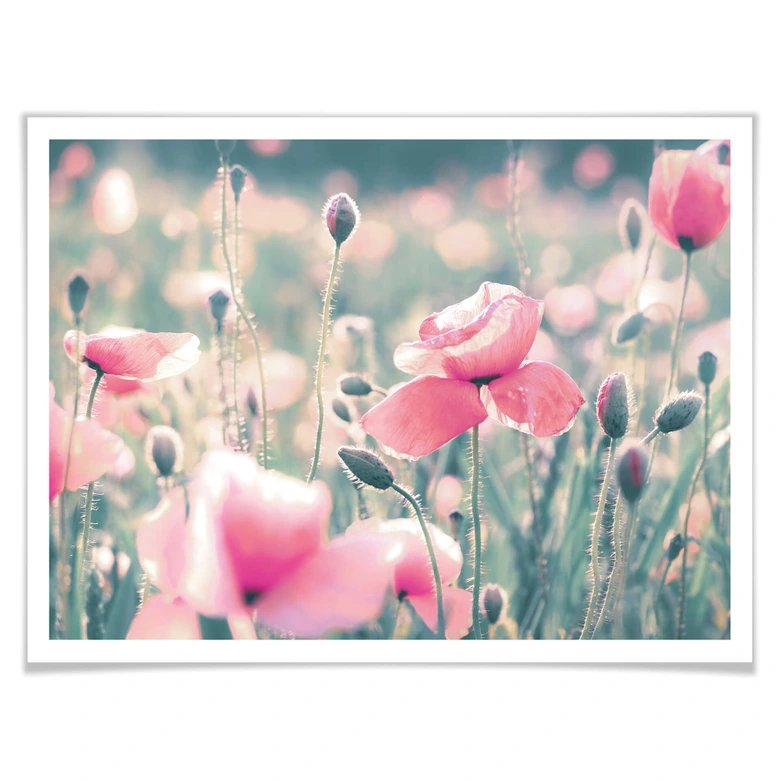 Póster Delgado - Momentos flor de amapola 