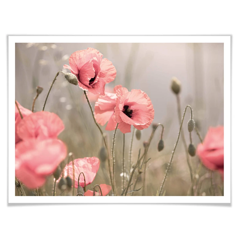 Poster Delgado - Bloemenromantiek 