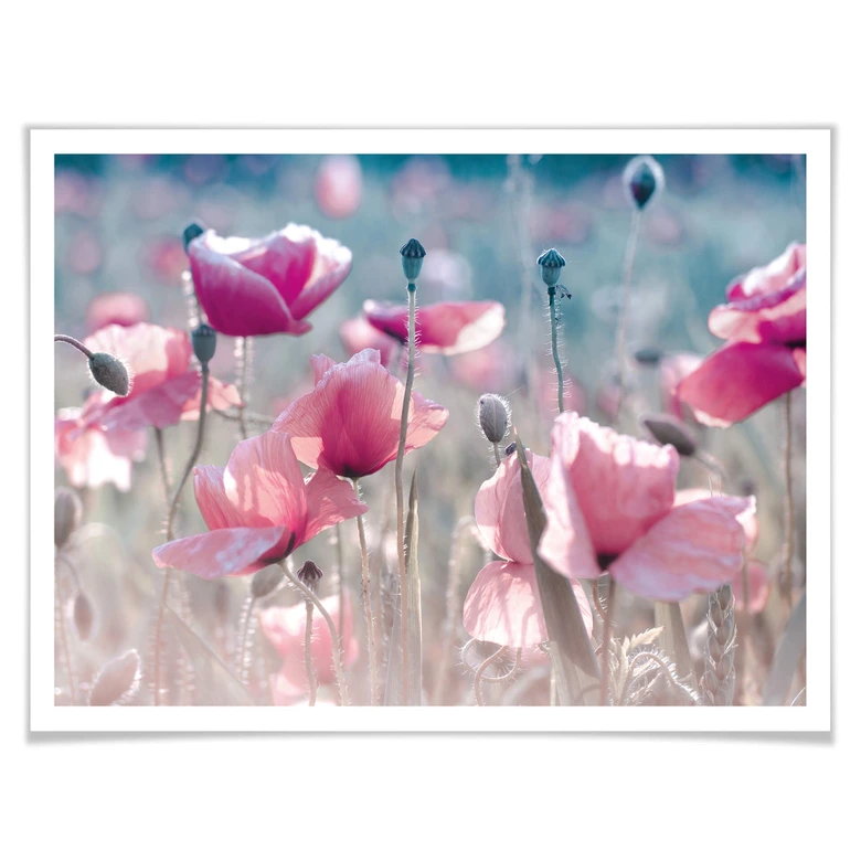 Poster Delgado - Champ de coquelicots 