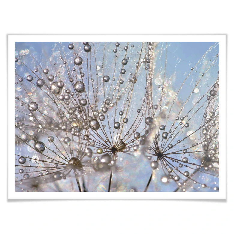 Poster Delgado - Wassertropfen in der Pusteblume 
