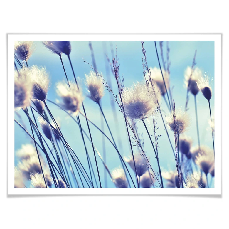 Poster Delgado - Vind i gräset 