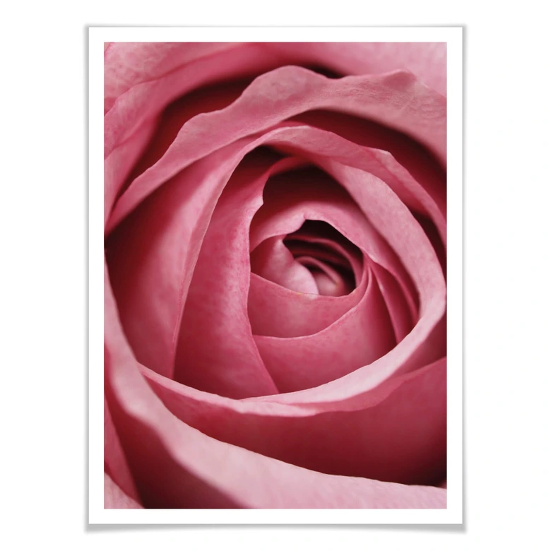 Poster Die rosa Rose 