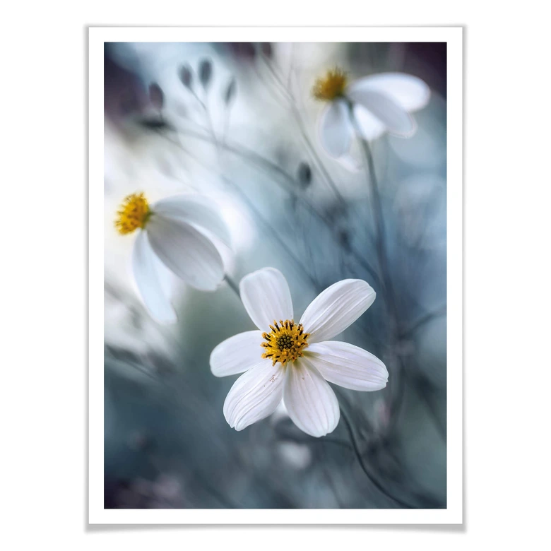 Poster Disher - Die weiße Blüte 