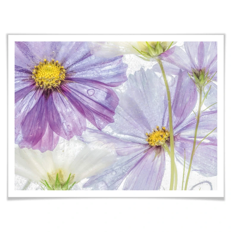 Poster Disher - Frozen Flowers 