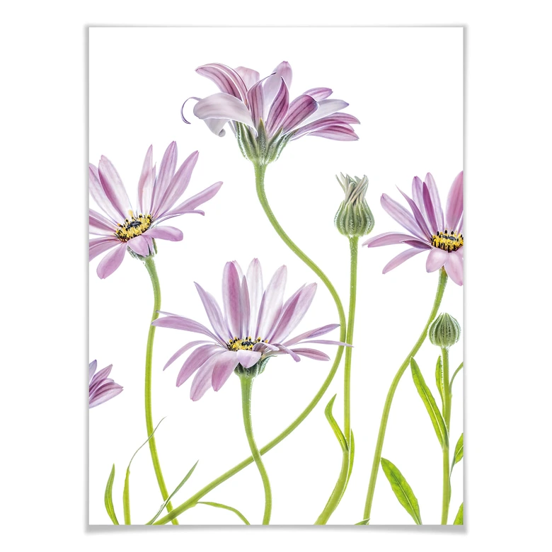 Poster Disher - Gänseblümchen 