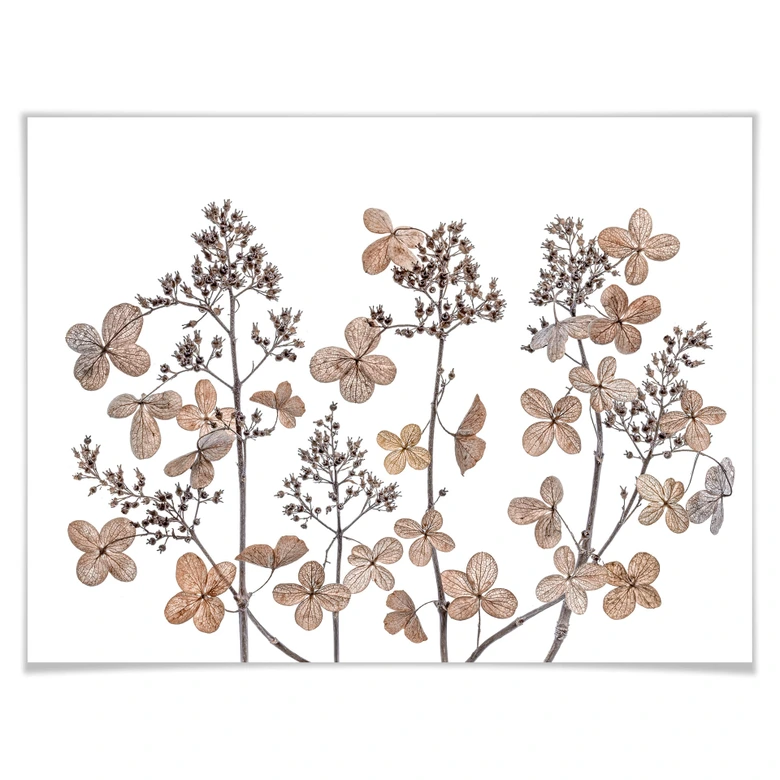 Poster Disher - Flores secas 