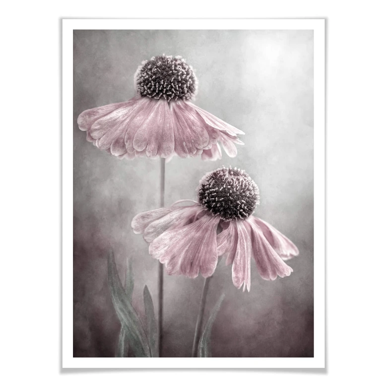 Poster Disher - Rosa Duett 