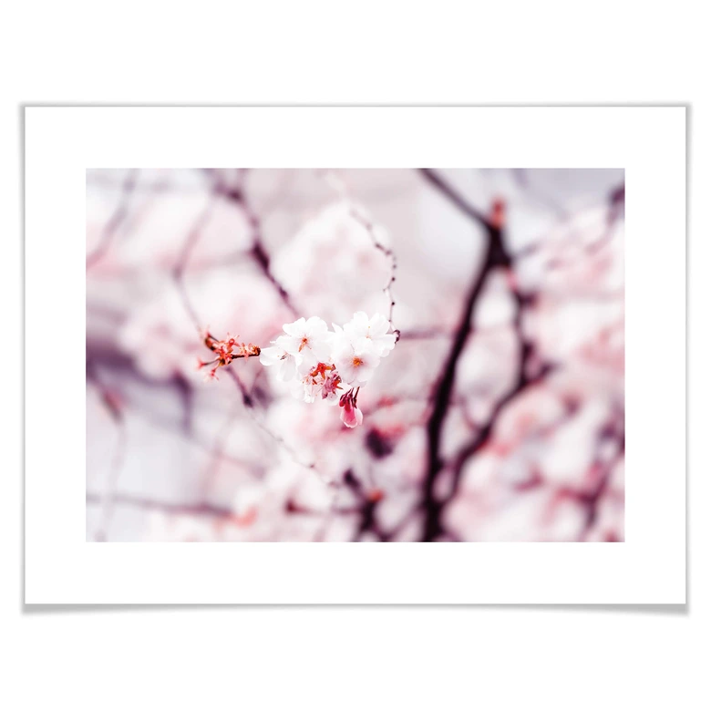 Poster Kirschblüte 02 