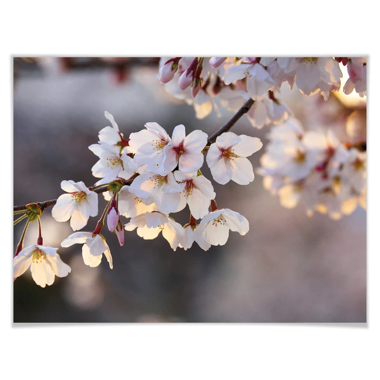 Poster Sakura branch 