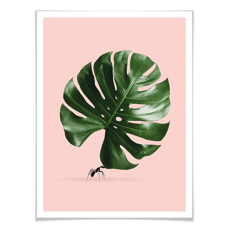 Poster Loose - Monstera Ant 