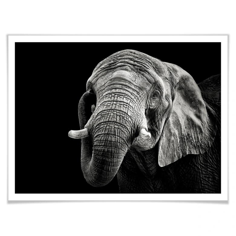 Poster Meermann - Der Elefant 