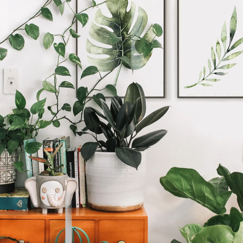 Poster Kvilis - Monstera Leaf 