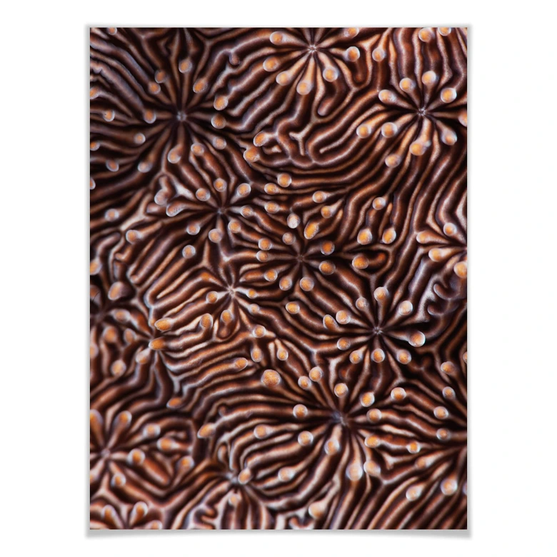 Poster Narchuk - Hypnotic Maze 