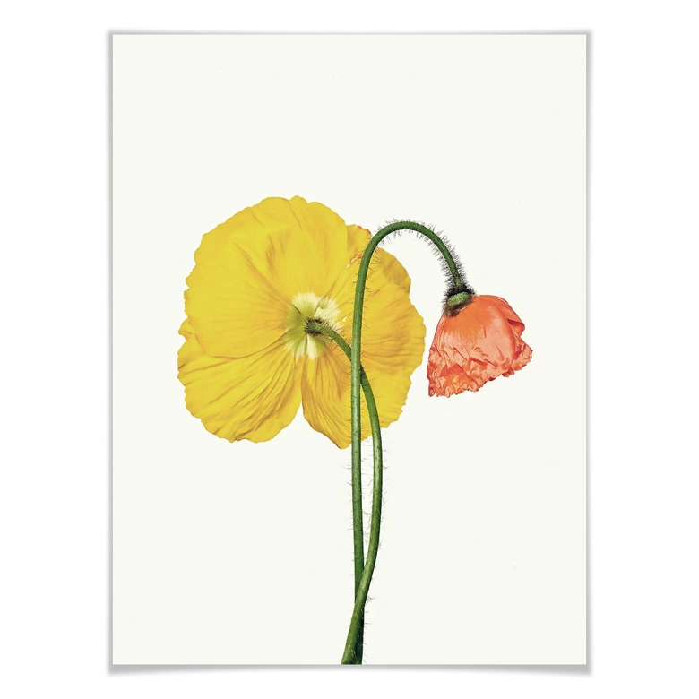 Poster Die rote und gelbe Blüte 