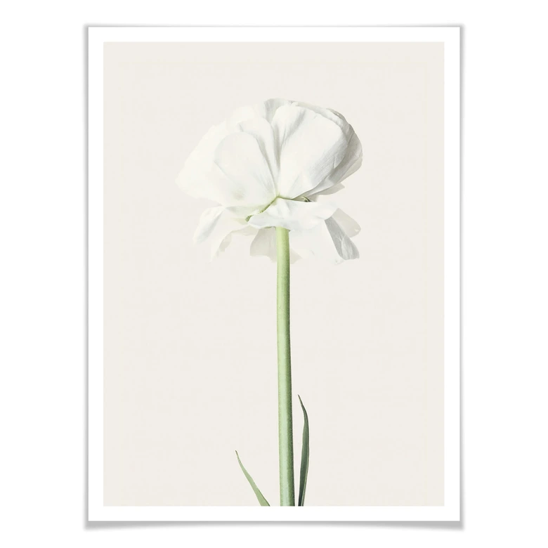 Plakat - Ranunkel 03 