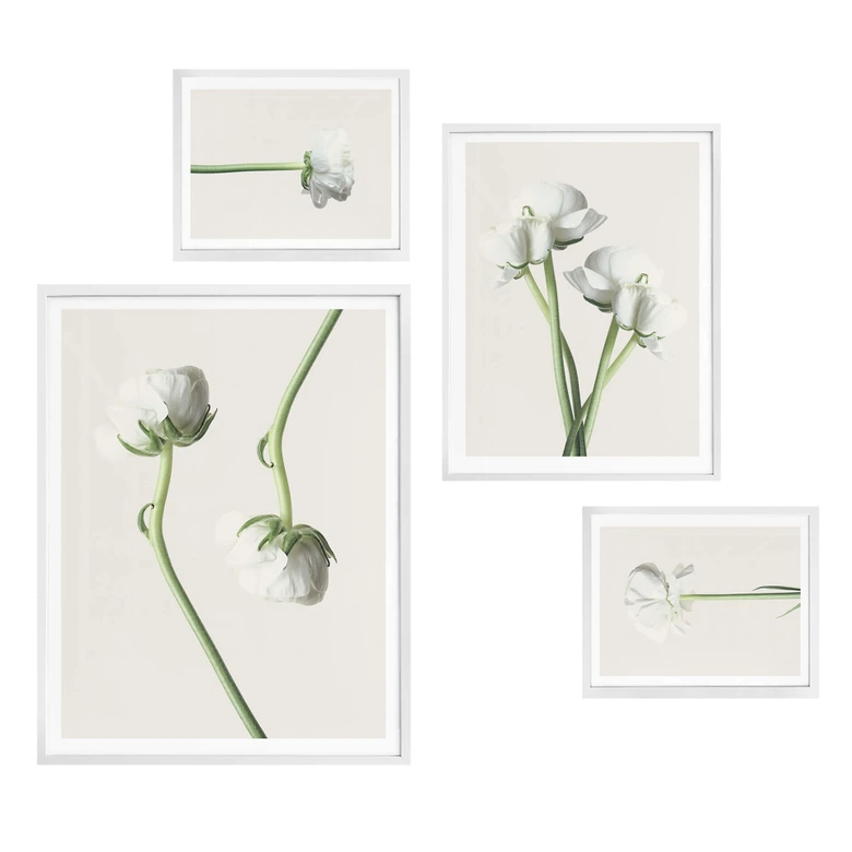 Assortiment affiches avec cadres - Renoncules 